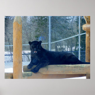 Beauful Black Jaguar Poster