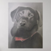 Beauful Black Labrador Poster (Voorkant)