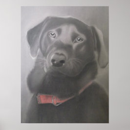Beauful Black Labrador Poster