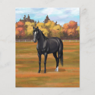 Beauful Black Quarter Horse Stallion