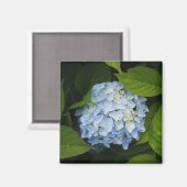 Beauful Blue Hydrangea Floral Foto Magneet (Voorkant / Achterkant)