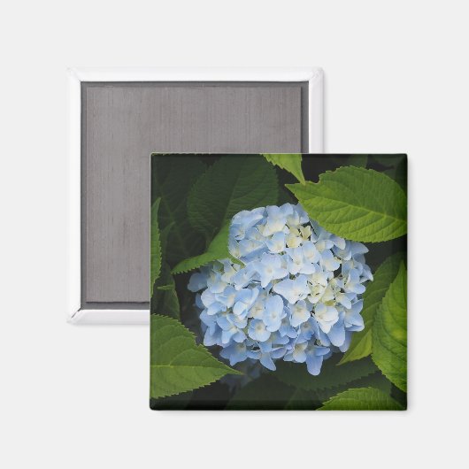 Beauful Blue Hydrangea Floral Foto Magneet (Voorkant / Achterkant)