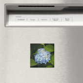Beauful Blue Hydrangea Floral Foto Magneet (Insitu (Vaatwasser))