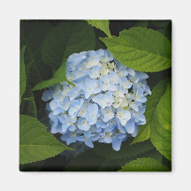 Beauful Blue Hydrangea Floral Foto