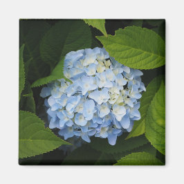 Beauful Blue Hydrangea Floral Foto Magneet