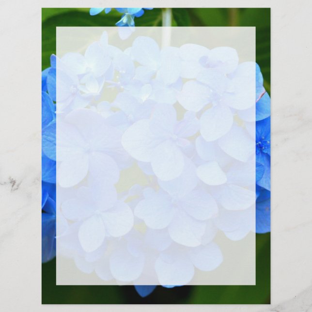 Beauful Blue Hydrangea Flower (Voorkant)