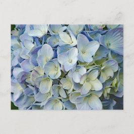 Beauful Blue Hydrangea Flowers Foto Briefkaart