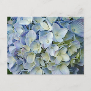 Beauful Blue Hydrangea Flowers Foto Briefkaart