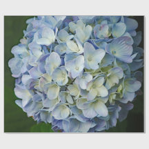 Beauful Blue Hydrangea Flowers Foto