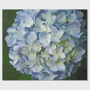 Beauful Blue Hydrangea Flowers Foto Cadeaupapier