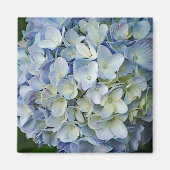 Beauful Blue Hydrangea Flowers Foto Magneet (Voorkant)