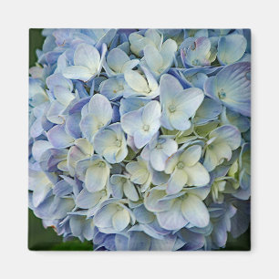 Beauful Blue Hydrangea Flowers Foto Magneet