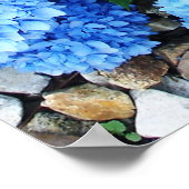 Beauful Blue Hydrangeas Poster (Hoek)