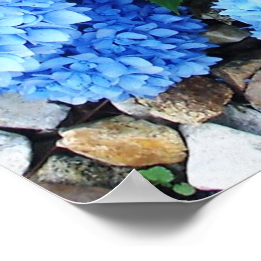 Beauful Blue Hydrangeas Poster (Hoek)