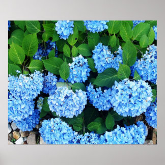 Beauful Blue Hydrangeas Poster