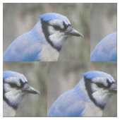 Beauful Blue Jay Closeup Stof (Close Up)