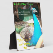 Beauful Blue Male Peacock Barn EASEL Fotoplaat (Zijkant)