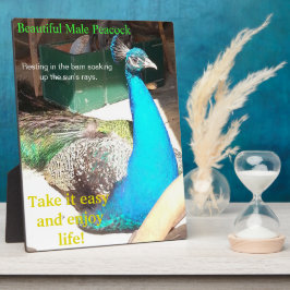 Beauful Blue Male Peacock Barn EASEL Fotoplaat