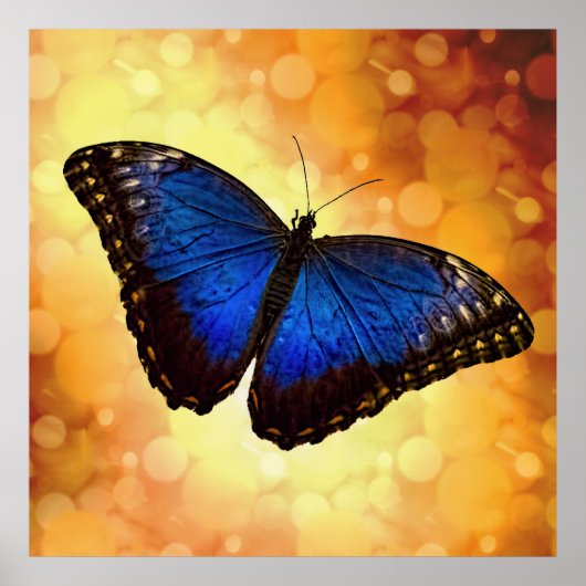 Beauful Blue Morpho Butterfly Bokeh Poster (Voorkant)