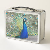 Beauful Blue Peacock Foto (Achterkant)