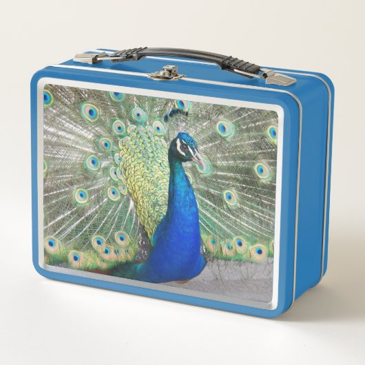 Beauful Blue Peacock Foto (Voorkant)