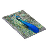 Beauful Blue Peacock Foto Notitieboek (Rechterzijde)