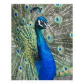 Beauful Blue Peacock Photo Glossy Perfect Poster (Voorkant)