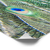 Beauful Blue Peacock Photo Glossy Perfect Poster (Hoek)