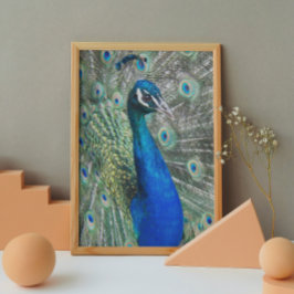 Beauful Blue Peacock Photo Glossy Perfect Poster