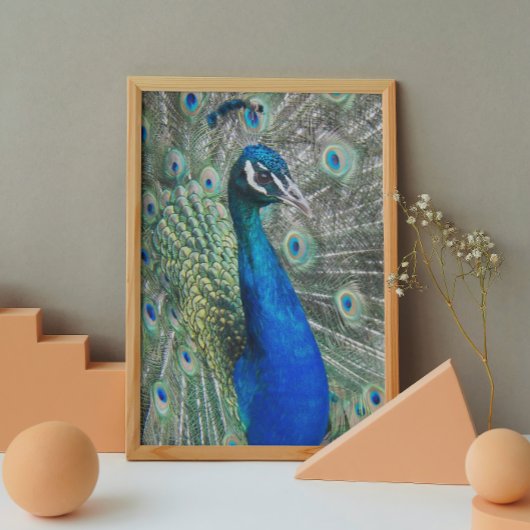 Beauful Blue Peacock Photo Glossy Perfect Poster