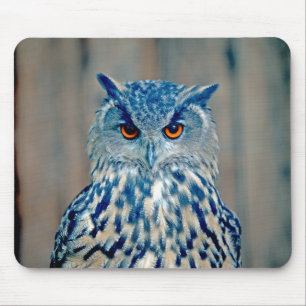 Beauful Blue Uhu Raptor Owl Muismat