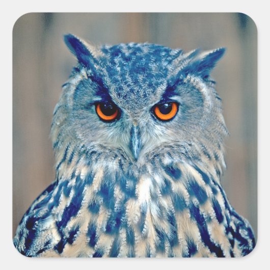 Beauful Blue Uhu Raptor Owl Vierkante Sticker (Voorkant)