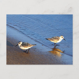 Beauful Blue Water Sandpiper Foto Briefkaart