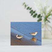 Beauful Blue Water Sandpiper Foto Briefkaart (Staand voorkant)