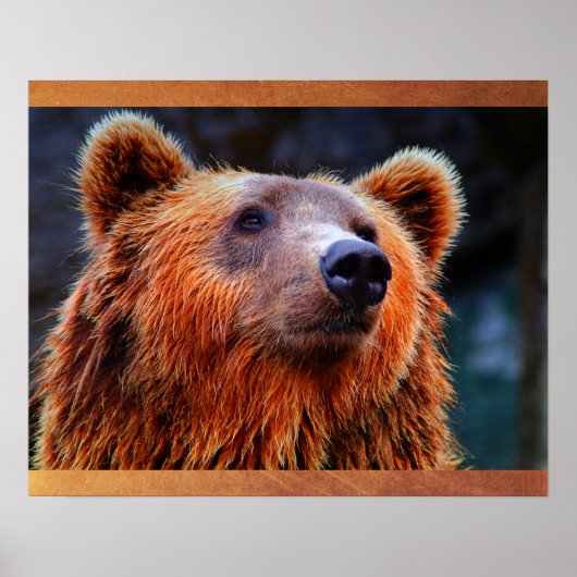 Beauful Brown Beer Portret Wildlife Foto Poster (Voorkant)