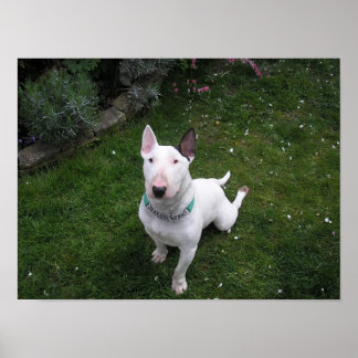 Beauful Bully English Bull Terrier Poster