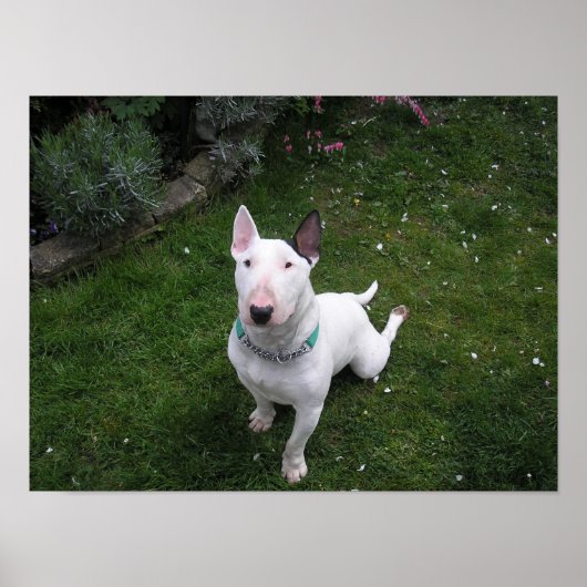 Beauful Bully English Bull Terrier Poster (Voorkant)