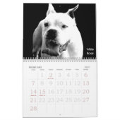 Beauful Bullys 2011 Dog Calendar Kalender (Feb 2027)