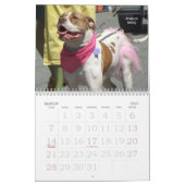 Beauful Bullys 2011 Dog Calendar Kalender (Mar 2027)