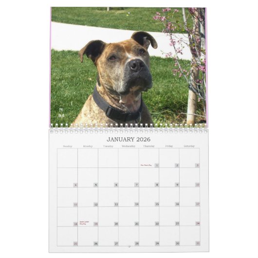 Beauful Bullys 2012 Dog Calendar Kalender (Jan 2026)