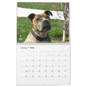 Beauful Bullys 2014 Dog Calendar Kalender (Jan 2026)
