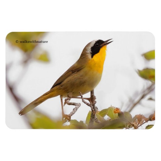 Beauful Common Yellowkeel Warbler Songbird Magneet (Horizontaal)