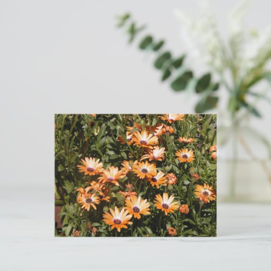 Beauful Daisy Flowers Briefkaart (Staand voorkant)