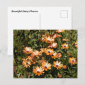 Beauful Daisy Flowers Briefkaart (Voorkant / Achterkant)