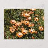 Beauful Daisy Flowers Briefkaart (Voorkant)