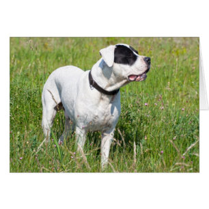 Beauful Dogo Argentino