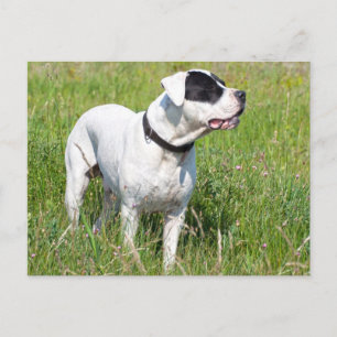 Beauful Dogo Argentino Briefkaart