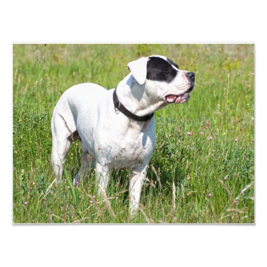 Beauful Dogo Argentino Foto Afdruk (Voorkant)