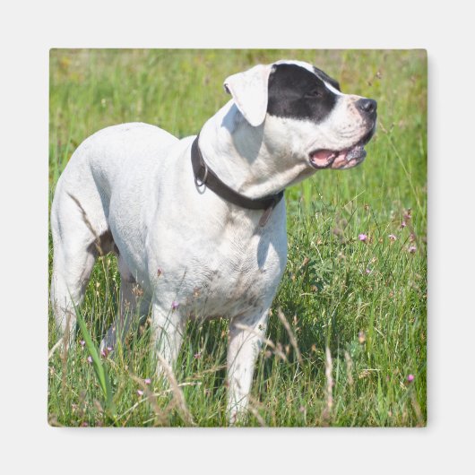 Beauful Dogo Argentino Magneet (Voorkant)