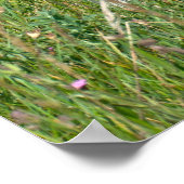 Beauful Dogo Argentino Poster (Hoek)